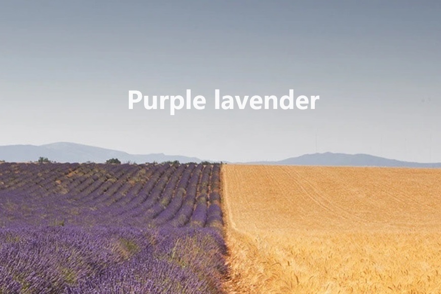 高端洗護品牌代理，選擇purplelavender