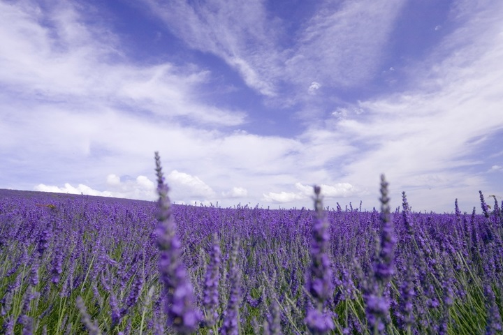 PurpleLavender——法國洗護品牌，加盟開啟甜蜜事業